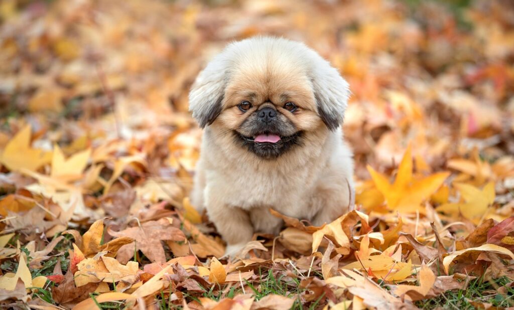 チョコがニキビの原因になる理由は何ですか？