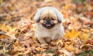 チョコがニキビの原因になる理由は何ですか？