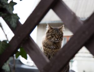 大人ニキビに効果的なCICAクリームの評判はどうなっているの？