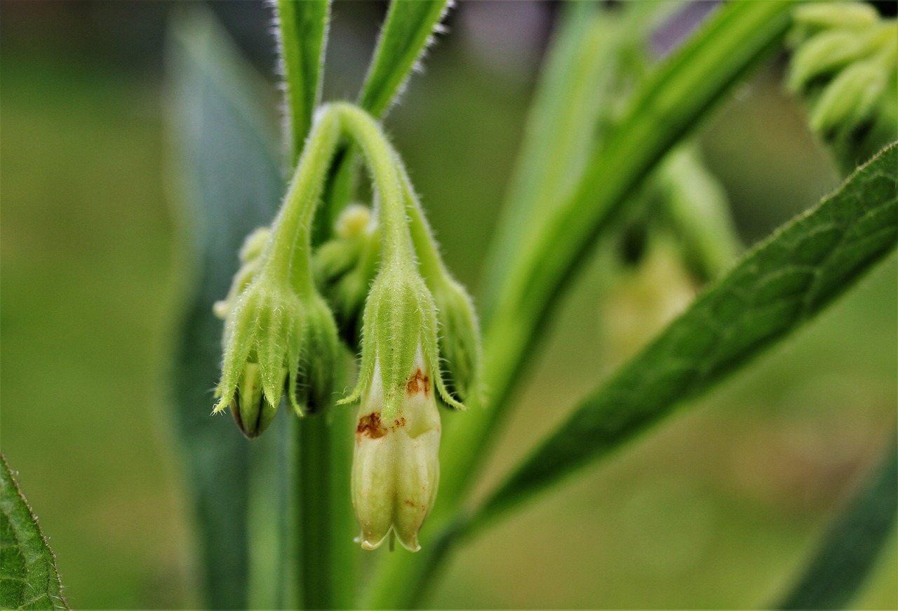 大人ニキビに効果的な化粧水のおすすめは？