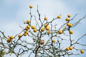 大人ニキビ対策に最適な乾燥肌用オイルクレンジングは？