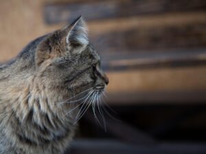 大人ニキビにCICAを使った際の効果はどの程度期待できるのか？